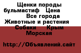 Щенки породы бульмастиф › Цена ­ 25 000 - Все города Животные и растения » Собаки   . Крым,Морская